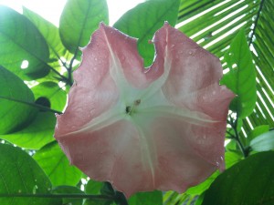 Tropical Rainforests
