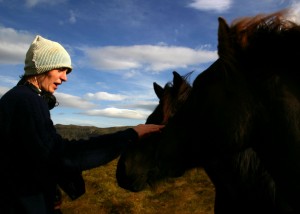 Icelandic Horse