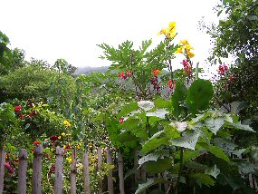 Mountain Flowers