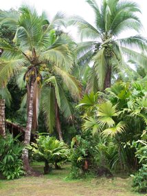 Palms, Talamanca, Costa Rica