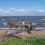 100_4996 Horses on Lake Managua