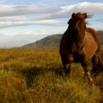23-sep-brownicelandic Icelandic Horse