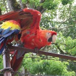 Macaw near Copan Ruins, Honduras