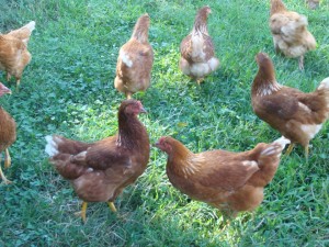 Many cities limit a flock of backyard chickens to 3, but others let you have as many as you can handle.