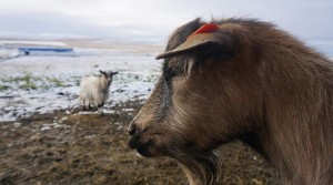 While not urban, a group of CELL students visited these goats while in Iceland. Credit: Emily Siegel 