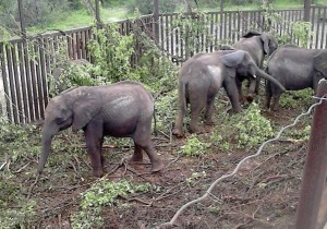 Elephant expert Poole notes that “the calf to the left has a pinched, sunken face, with the cheek bone prominent and sunken temporal lobe and jaw line. The calf to the right, with the flop ear, moving away and looking back, is alarmed by the presence of people.”