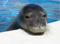 Marine Mammal Center