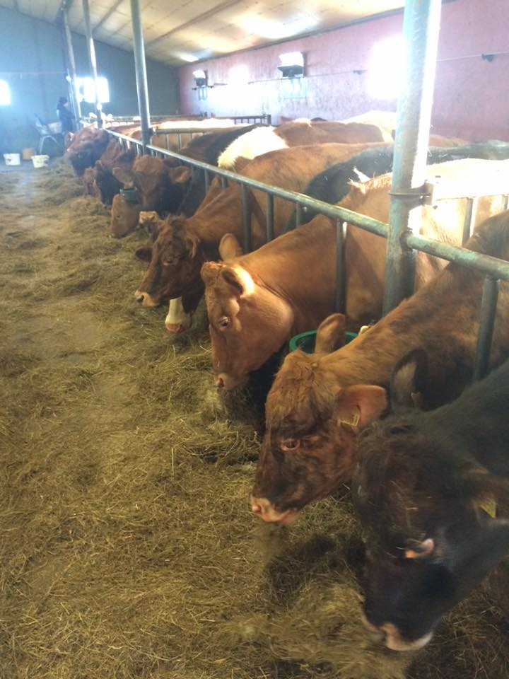 Meat and dairy consumption are a big part of Icelandic culture. Once the first choice of meat in Iceland, lamb consumption has fallen significantly over the last 30 years, recently surpassed by poultry. Beef and horse consumption have stayed fairly level, while pork consumption is on the rise. Both milk production and consumption have consistently risen over the last 20 years.