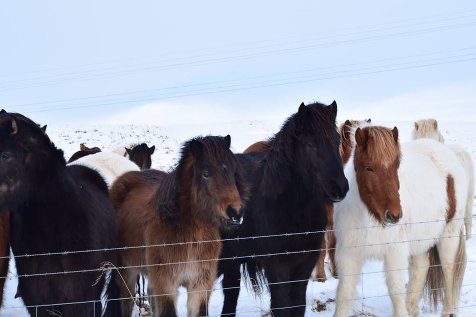 Icelandic agriculture emits 14% of total greenhouse gas emissions in Iceland. It is the main source of nitrous oxide emissions, at 85% of total emissions and the main source of methane at 55.9% of total emissions in Iceland.
