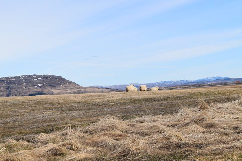 Sheep grazing is linked to land degradation and desertification problems. Sheep are often sent to graze in already degraded areas. When the sheep are consistently grazing in these areas the already severely degraded land has no time or space to heal itself. Due to this, the land is often hurt beyond repair. 