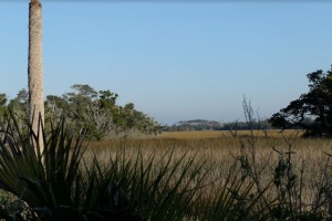 Wetlands: Nature's Nurseries