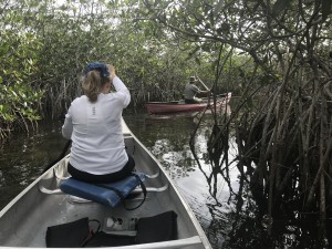 Paddling through mangrove trees