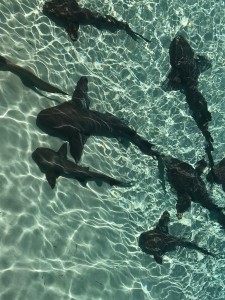 Nurse Sharks Exumas