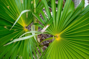 Palm Fronds